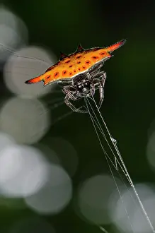 Cancriformis: Crablike Spiny Orbweaver Spider on web - Klungkung