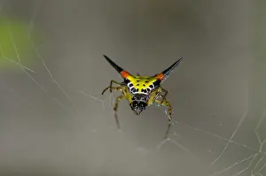 Spine: Crablike Spiny Orbweaver Spider on web - Klungkung