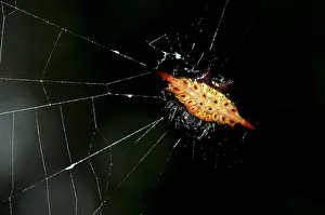 Spine: Crablike Spiny Orbweaver Spider on web - Klungkung