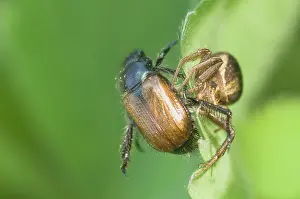 Chafer: Crabspider (Xysticus cristatus) with bracken chafer