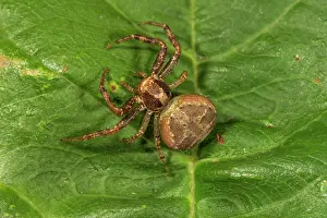 Position: Crabspider (Xysticus cristatus) female in lurking