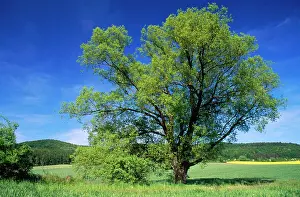 Fragilis: Crack WILLOW - Single tree growing on meadow in late Spring