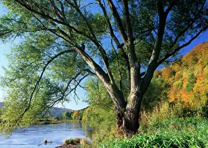 Fragilis: Crack WILLOW Tree - Growing on river bank, autumn