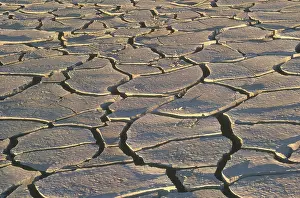 Crack: Cracked Mud in Namibia