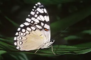 Cracker: Cracker Butterfly