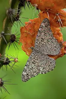 Cracker: Cracker Butterfly (Hamadryas februa) on Hecho Cactus (Pachyc