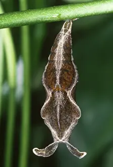 Cracker: Cracker Butterfly Pupa