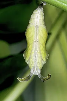 Cracker: Cracker Butterfly Pupa