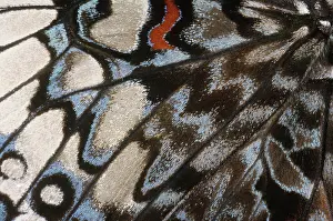 Cracker: Cracker Butterfly Wing