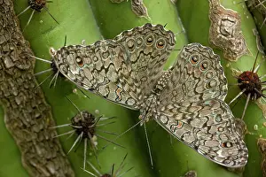 Cracker: Cracker / Calico Butterfly - On Hecho Cactus (Pachycereus