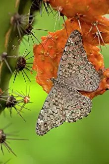 Cracker: Cracker / Calico Butterfly - On Hecho Cactus (Pachycereus