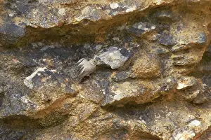 Crag: Crag Martin - on crag