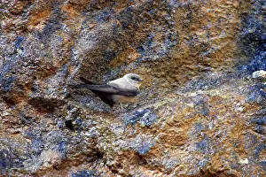 Crag: Crag Martin - On crag