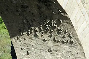 Crag: Crag Martin - nesting colony on Roman bridge arch