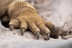 Galapagos: CRalle of a lizard, Galapagos, Ecuador, South America