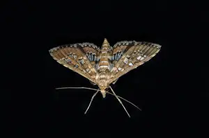 Gianyar: Crambid Moth on window - Pering, Gianyar, Bali, Indonesia