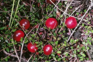Cranberry: CRANBERRIES