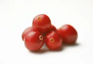 Oxycoccos: Cranberry