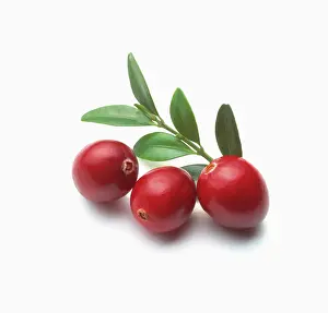 Oxycoccos: Cranberry