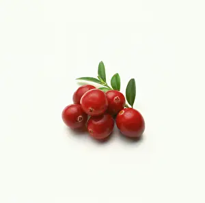 Oxycoccos: Cranberry