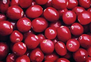 Oxycoccos: Cranberry
