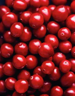 Oxycoccos: Cranberry