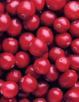 Oxycoccos: Cranberry