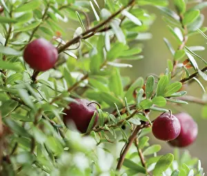 Oxycoccos: Cranberry