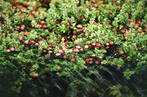 Bogs: Cranberry bog