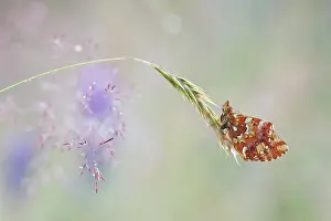 Boloria: Cranberry Fritillary