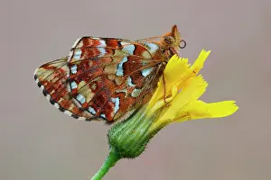 Boloria: Cranberry Fritillary