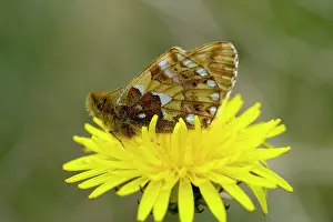 Boloria: Cranberry fritillary on a dandelion