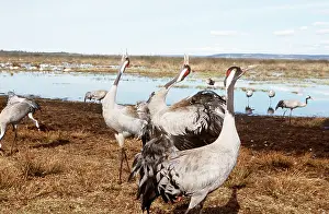 Cranes: CRANE - displaying