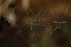 Silk: Crane Flies deliberately on thread - Klungkung