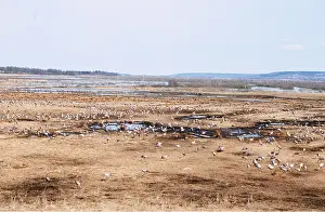 Cranes: CRANE - FLOCK ON GROUND