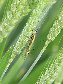 Tipula: Crane Fly