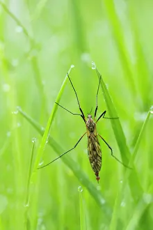 Unidentified: Crane Fly