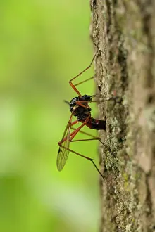 Drentsche: Crane Fly