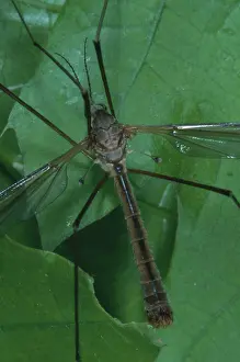 Sense: Crane Fly