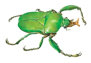 Miles Kelly Publishing: Crane fly