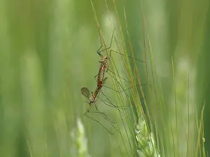 Propagation: Crane Fly