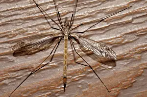Tipula: Crane Fly