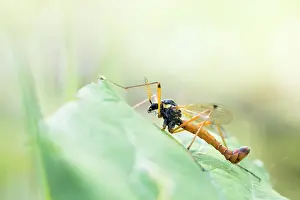 Groningen: Crane Fly