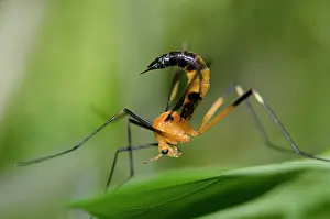 Hexapoda: Crane Fly
