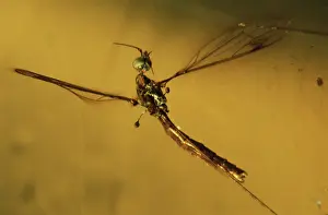Dipteran: Crane Fly in Amber