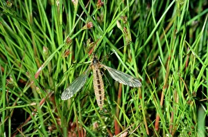Craneflies: Crane Fly / Daddy-Long-Legs - freshly emerged