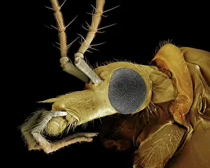Tipula: Crane Fly or 'Daddy-Long-LegsI
