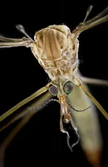 Compound: Crane Fly Face