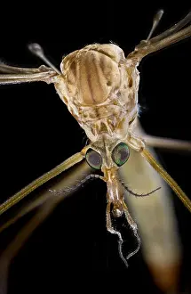 Mosquito: Crane Fly Face CU