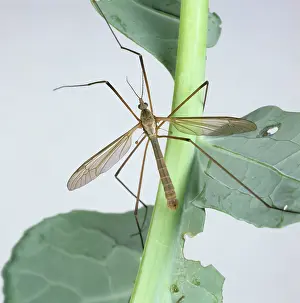 Jacket: Crane Fly (Tipula oleracea) on Cabbage plant